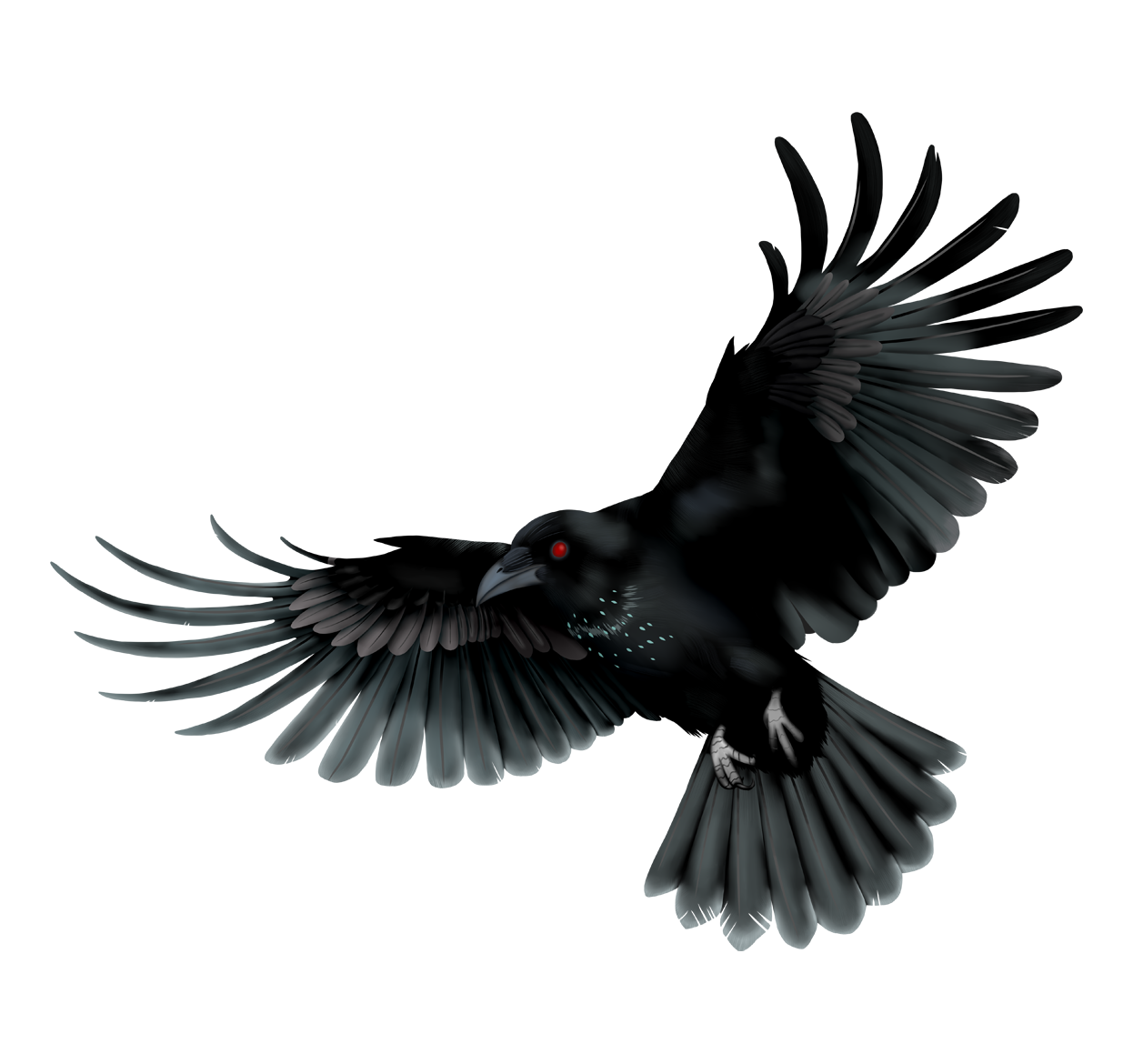 Drongo